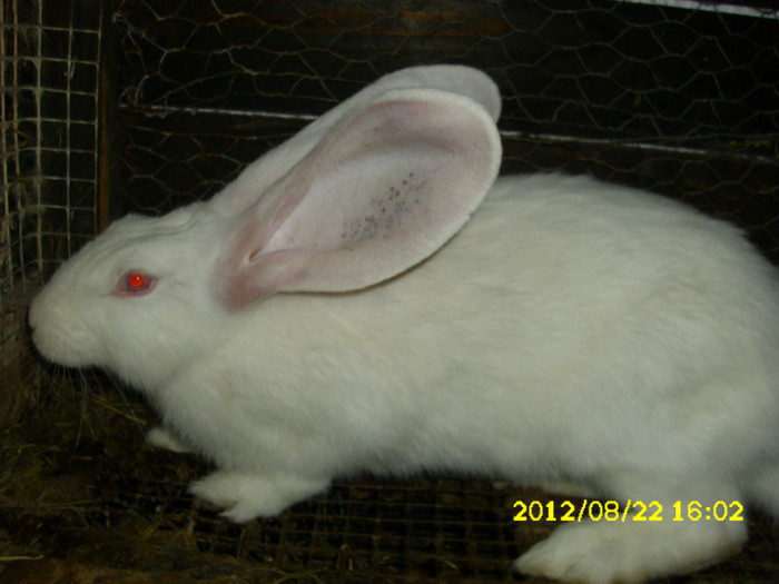 Picture 1205 - 0  aaa iepuri de vanzare diferite rase 2012
