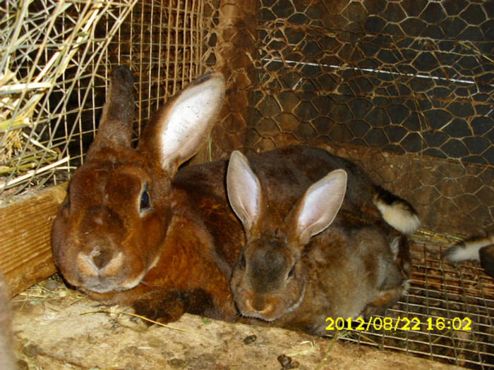 Picture 1207 - 0  aaa iepuri de vanzare diferite rase 2012