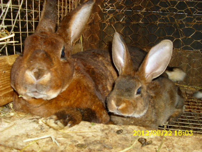 Picture 1209 - 0  aaa iepuri de vanzare diferite rase 2012