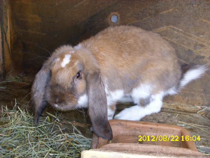 Picture 1212 - 0  aaa iepuri de vanzare diferite rase 2012