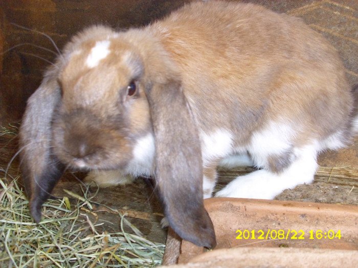 Picture 1213 - 0  aaa iepuri de vanzare diferite rase 2012