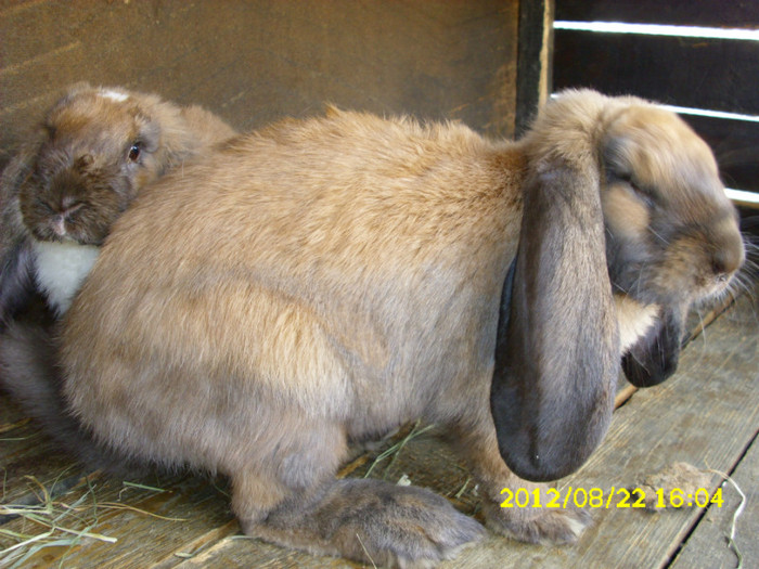 Picture 1215 - 0  aaa iepuri de vanzare diferite rase 2012