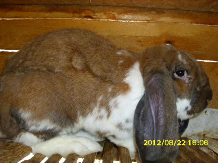 Picture 1222 - 0  aaa iepuri de vanzare diferite rase 2012