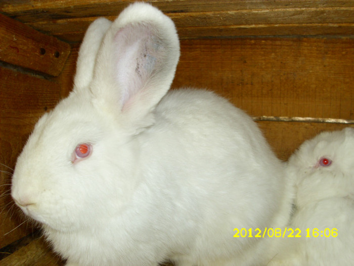 Picture 1225 - 0  aaa iepuri de vanzare diferite rase 2012