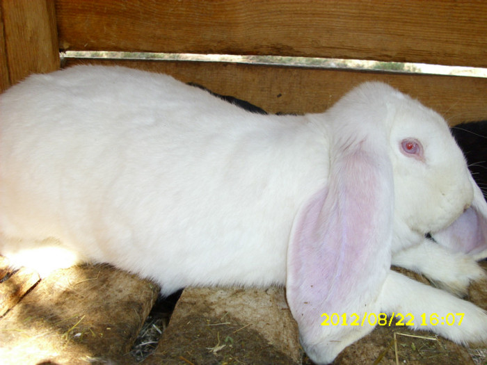 Picture 1226 - 0  aaa iepuri de vanzare diferite rase 2012