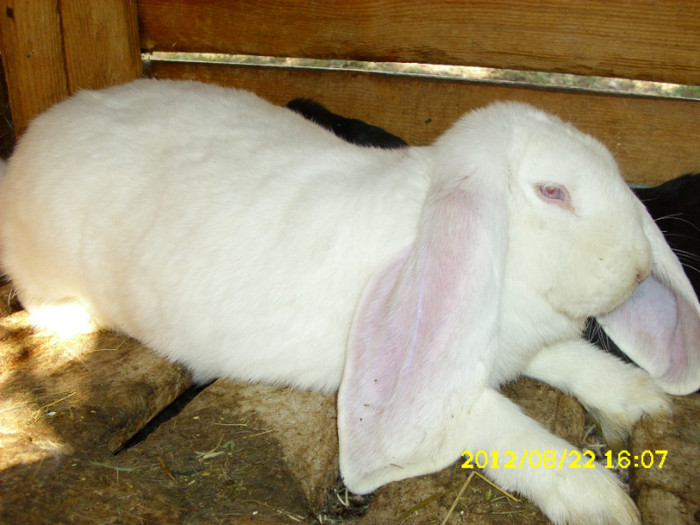 Picture 1227 - 0  aaa iepuri de vanzare diferite rase 2012