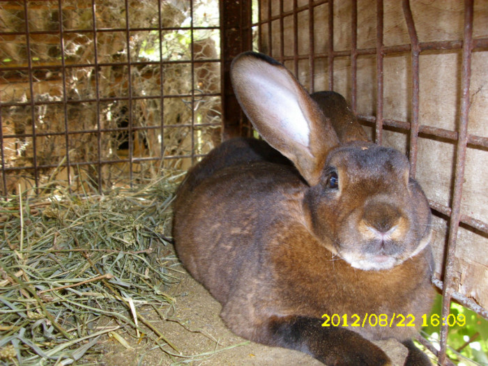 Picture 1232 - 0  aaa iepuri de vanzare diferite rase 2012