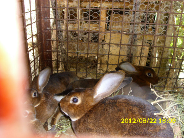 Picture 1233 - 0  aaa iepuri de vanzare diferite rase 2012