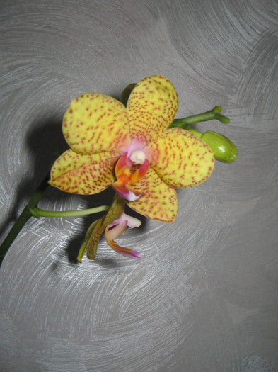 IMG_4209 - Orhidee