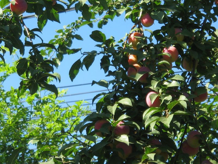 Corcodus rosu, iulie 2012 - Gradina 2012