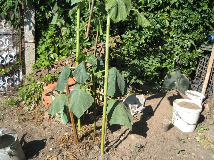 Paulownia lesinata de caldura iulie 2012 - Gradina 2012