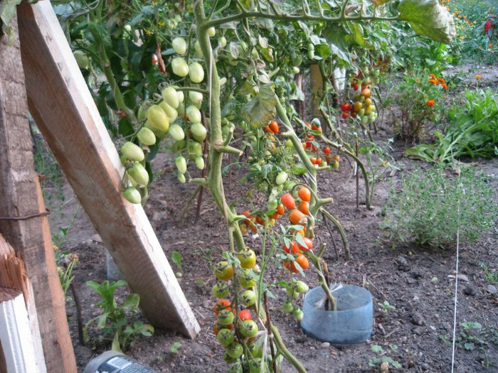 Rosioarele cherry prunisoare, iulie 2012 - Gradina 2012