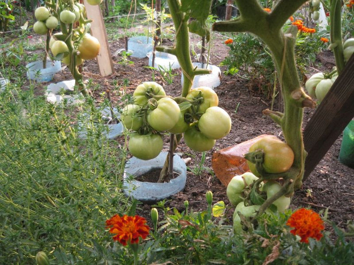 Tomate Dacia, iulie 2012 - Gradina 2012