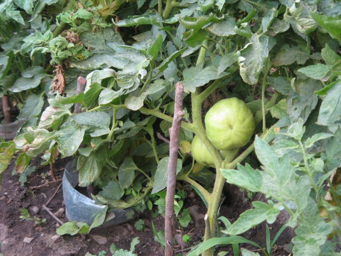 Rosii oloage, iulie 2012