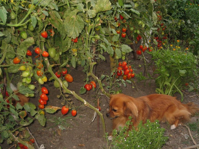 Athos pazeste cherry, iulie 2012 - Gradina 2012