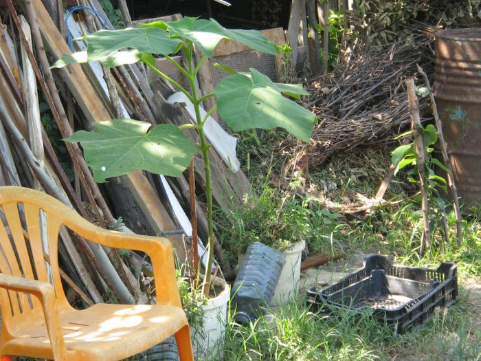 Paulownia in caldare. iulie 2012 - Gradina 2012