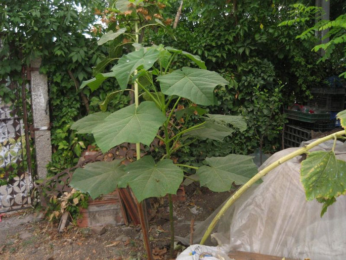 Paulownia a mai crescut. iulie 2012 - Gradina 2012