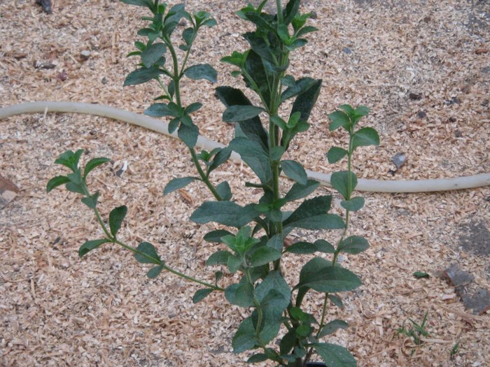 Stevia dulce, iulie 2012 - Gradina 2012
