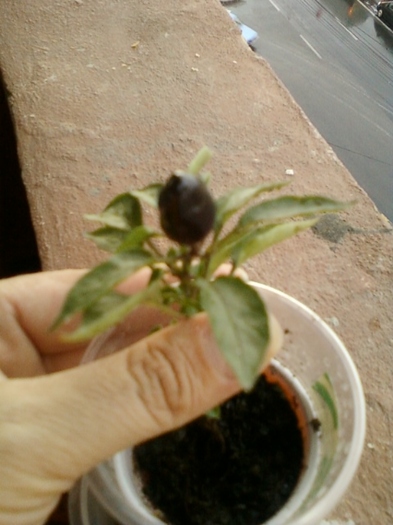 ardei iute pitic negru