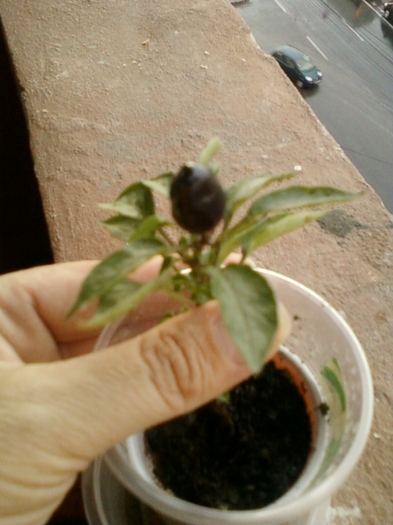 22 august 2012-flori 013