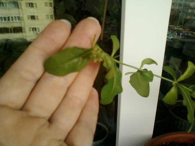 plumbago bleu (auriculata)