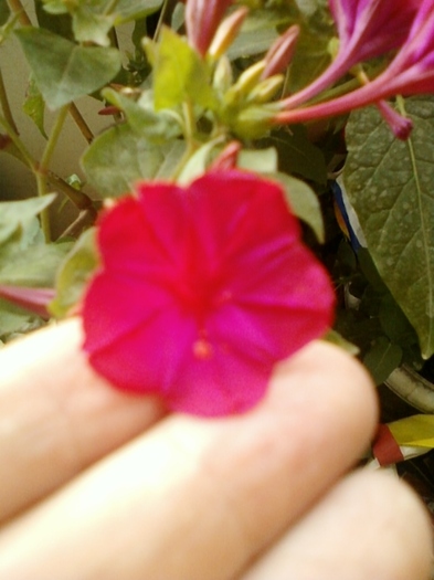 22 august 2012-flori 020