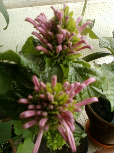 22 august 2012-flori 037