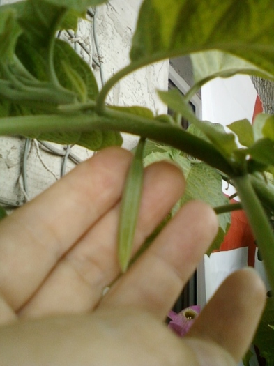 22 august 2012-flori 038