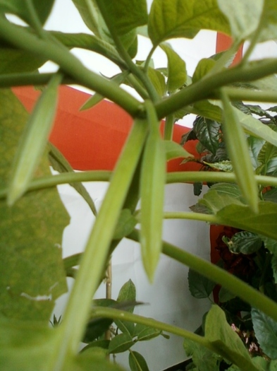 brugmansia ?-multumesc norela !