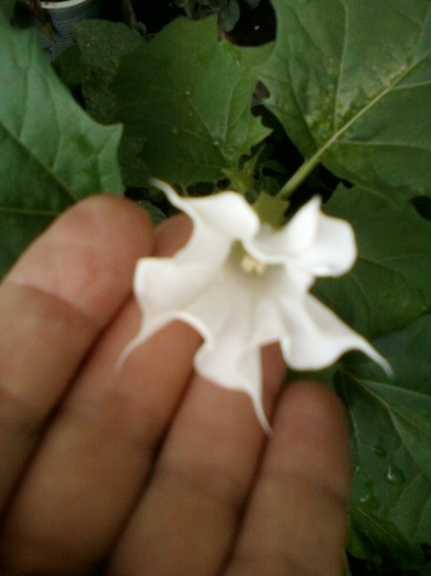 22 august 2012-flori 043