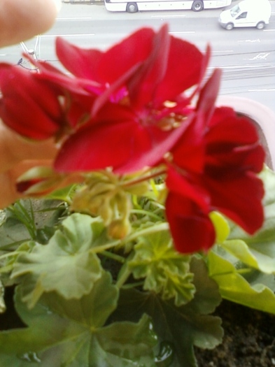 muscata de la mama - august 2012-flori