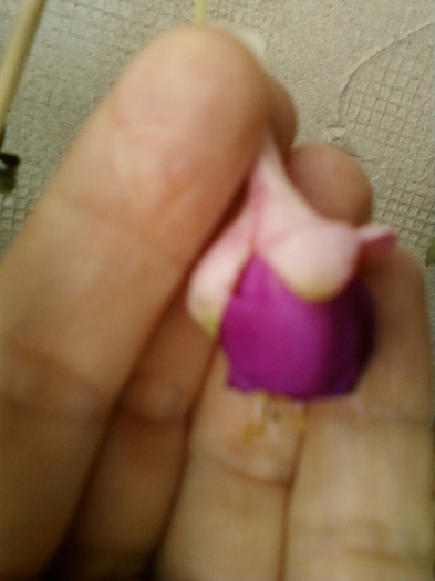 fuchsia mov cu alb