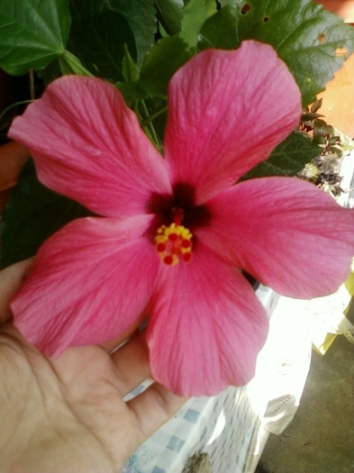 hibi ciclam simplu - hibiscus