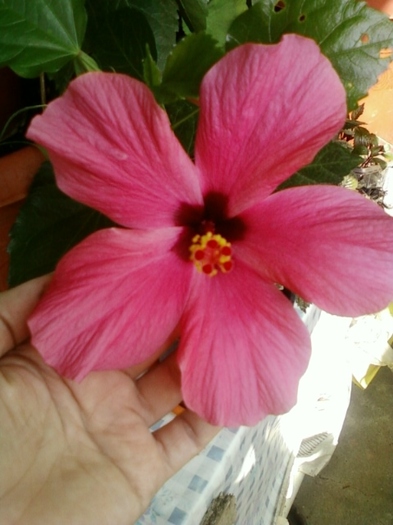 22 august 2012-flori 003 - hibiscus
