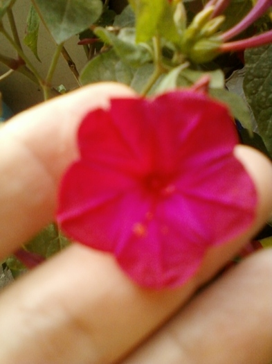 mirabilis rosu-ciclam