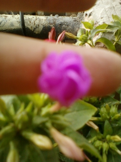 mirabilis roz - mirabilis jalapa