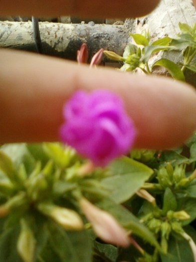 22 august 2012-flori 027 - mirabilis jalapa