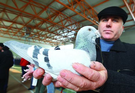 un porumbel de mare clasa. un exemplar al domnului Panzariu Ionel - contact orasul bucuresti  id-ul meu e huanito2003