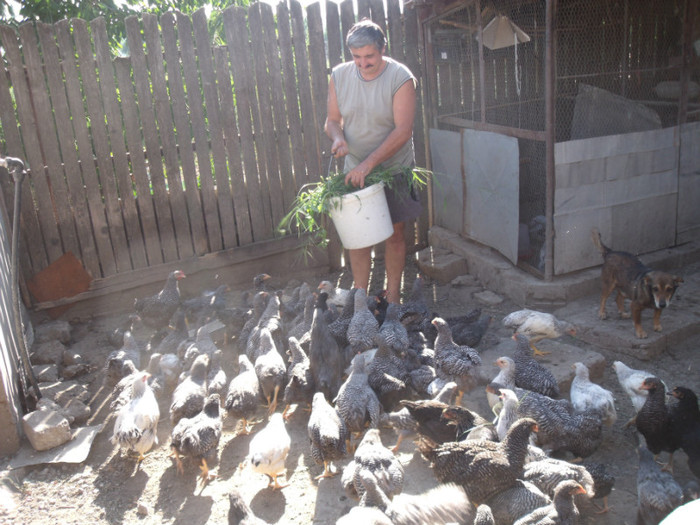 Picture 018 - gradina 2012