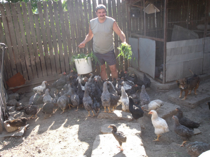 Picture 019 - gradina 2012