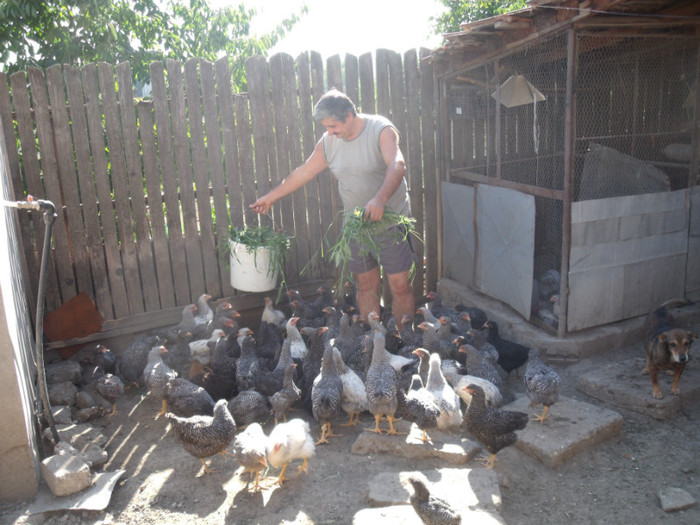 Picture 020 - gradina 2012