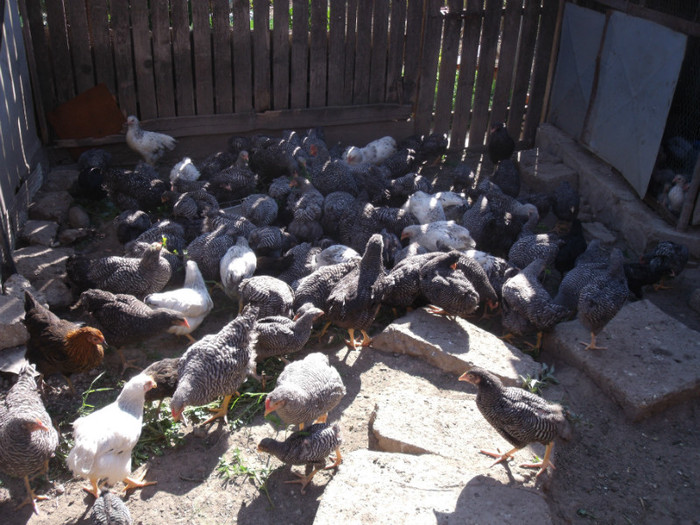 Picture 026 - gradina 2012