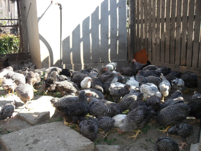 Picture 028 - gradina 2012