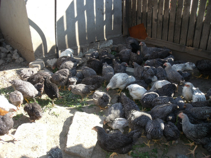 Picture 029 - gradina 2012