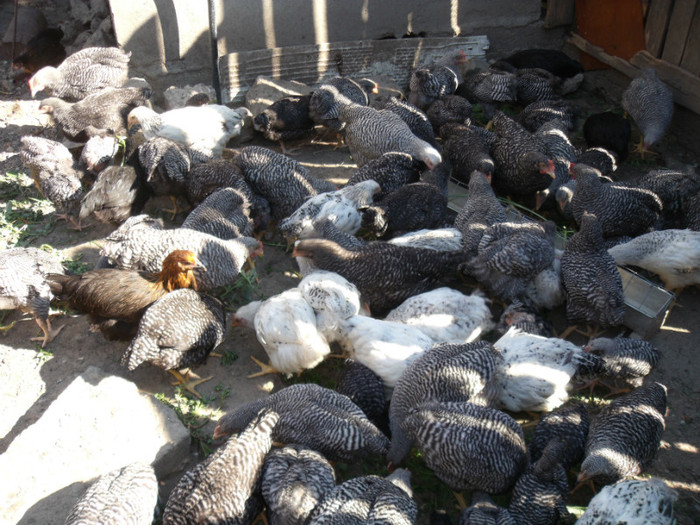 Picture 030 - gradina 2012