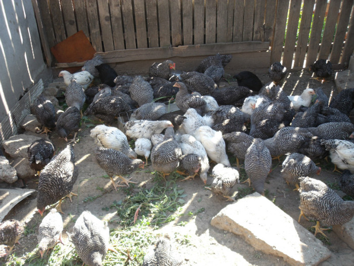 Picture 033 - gradina 2012