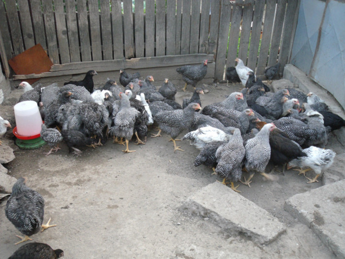 Picture 051 - gradina 2012