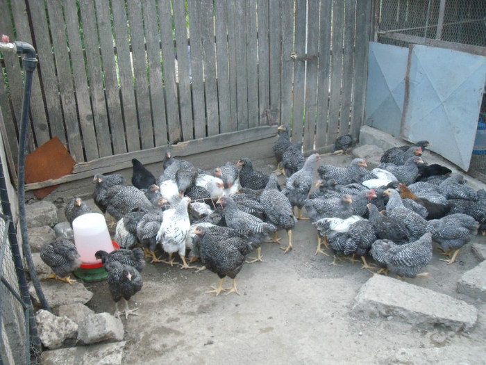 Picture 055 - gradina 2012