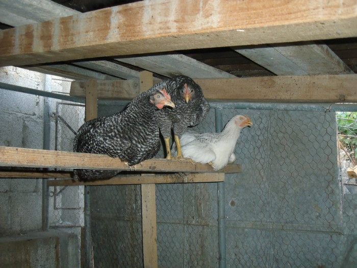 Picture 056 - gradina 2012