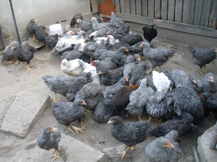 Picture 058 - gradina 2012